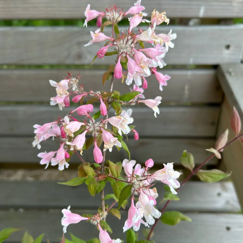kolkvitsiia-pryiemna-pink-klaud_2