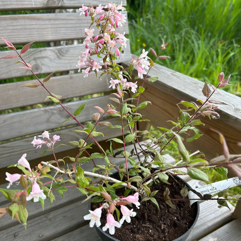 kolkvitsiia-pryiemna-pink-klaud_3