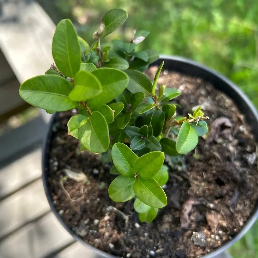 samshyt-vichnozelenyi-aureovariegata_2