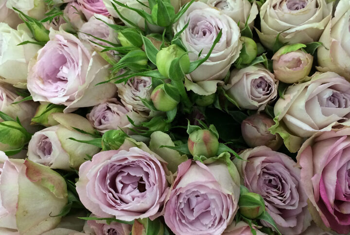 Троянда Спрей Сільвер Лейс (Silver Lace)