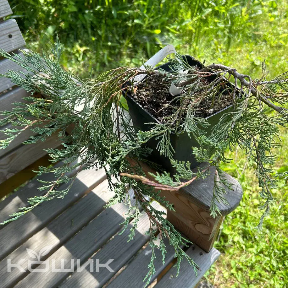 yalivets-horyzontalnyi-hughes_1