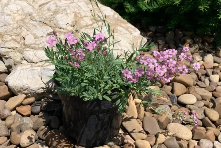 Гіпсофіла рожева повзуча (Gypsophila repens Rosea)