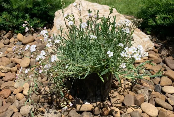 Гіпсофіла біла повзуча (Gypsophila repens Filou White)