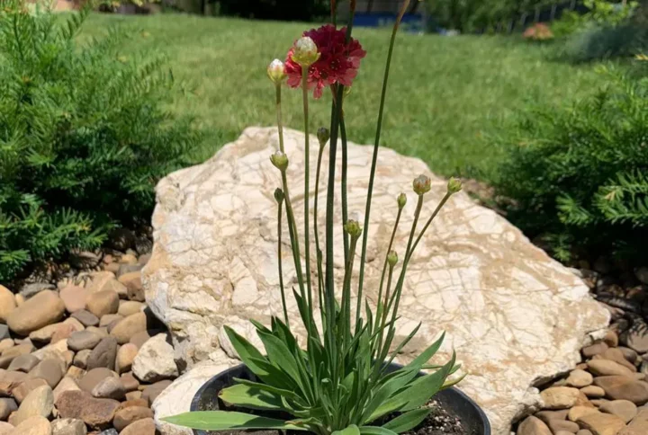 Армерія «Червона балерина» (Armeria Ballerina Red)