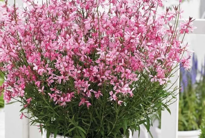 Гаура Гамбіт Роуз  (gaura Gambit rose)