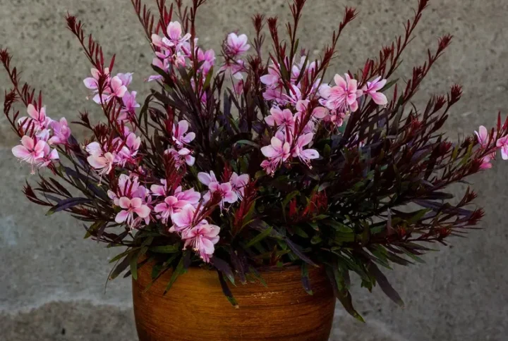 Гаура Пассіоната  (gaura Passionate)
