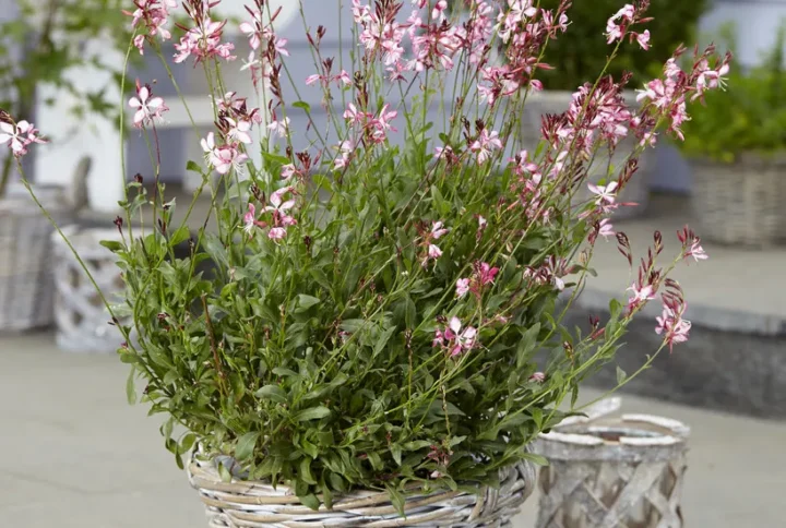 Гаура Сіскію Пінк (gaura Siskiyou Pink)
