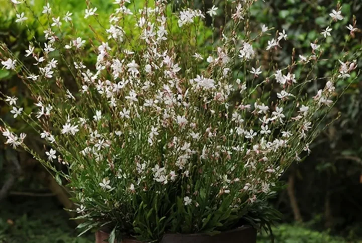 Гаура Спарклінг Вайт (gaura Sparkling White)