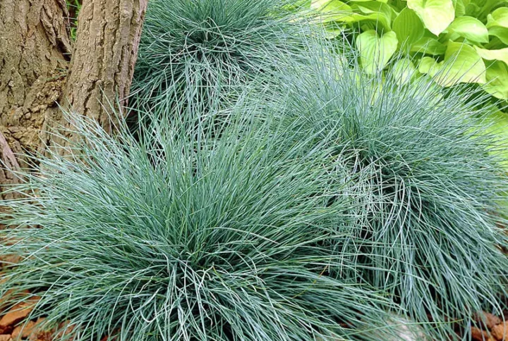Костриця сиза «Festuca glauca»