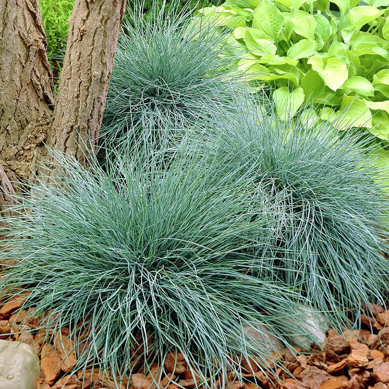 Festuca-glauca-3