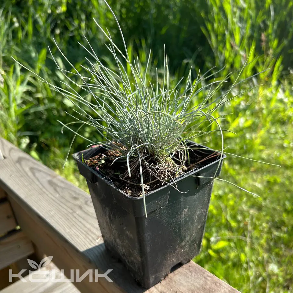 Festuca-glauca-5