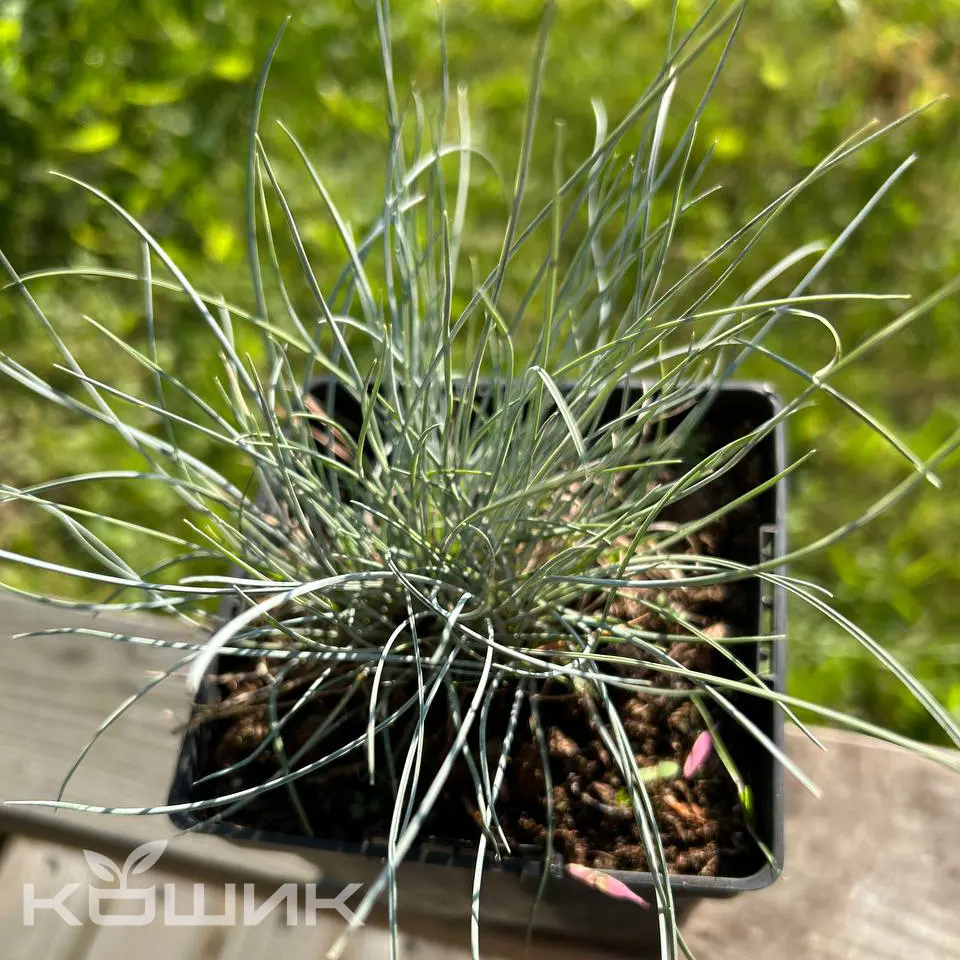 Festuca-glauca-6