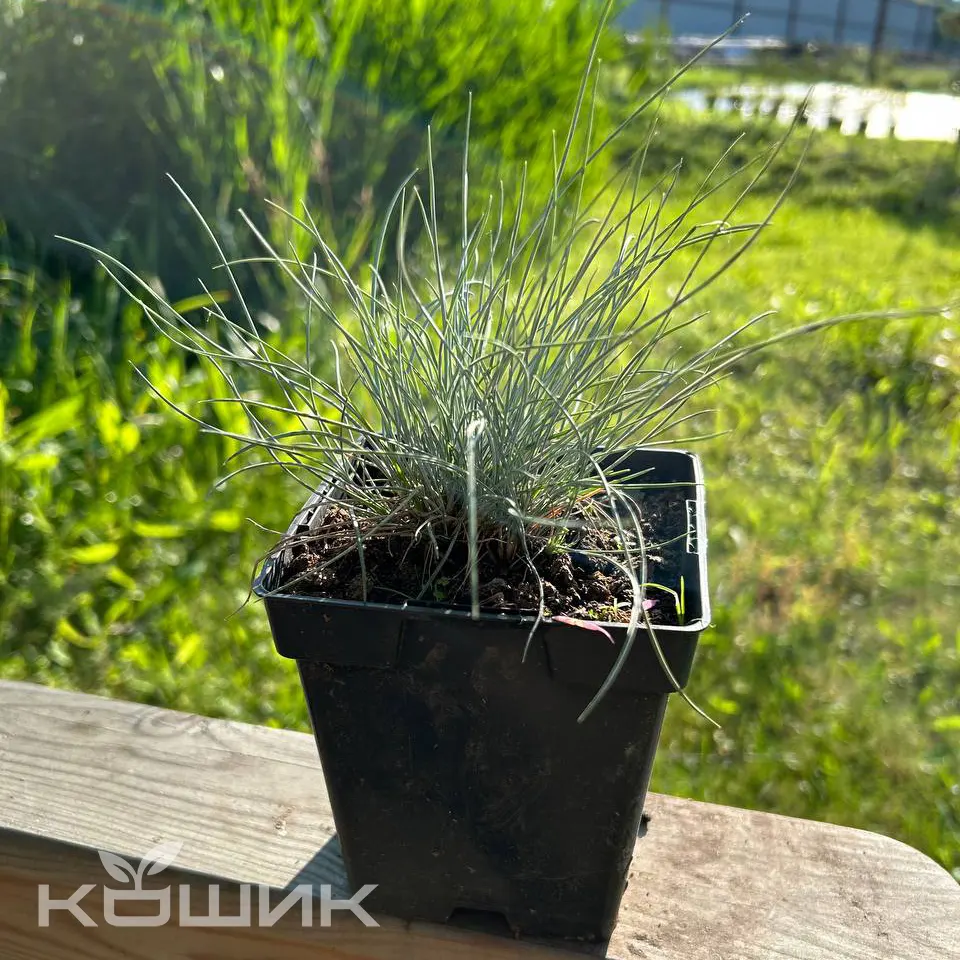 Festuca-glauca-7