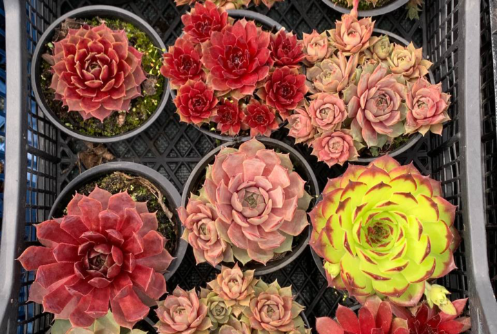 Sempervivum - молодило