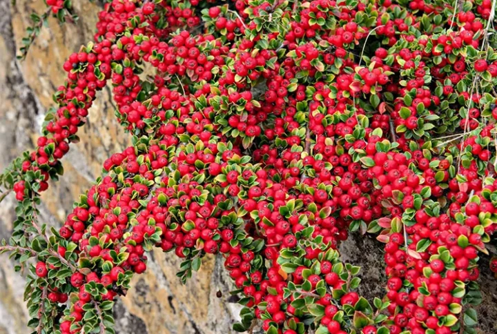 Кизильник Даммера «Корал Б'юті» (Cotoneaster dammeri Coral Beauty)