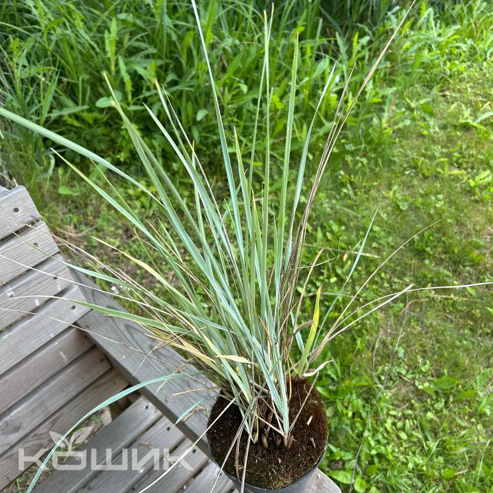 kolosniak-pishchanyi-leymus-arenarius_1
