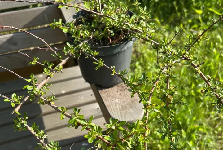 Кизильник горизонтальний (Cotoneaster horizontalis)