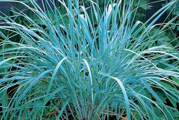 Колосняк піщаний (Leymus arenarius)