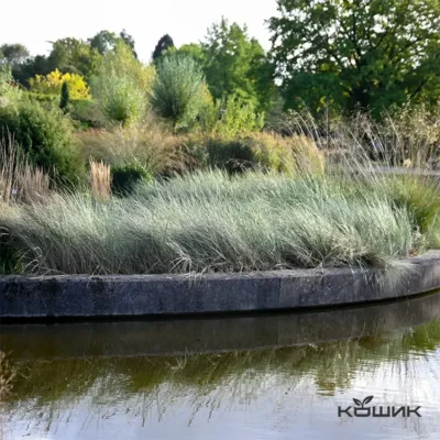 Колосняк піщаний «Leymus arenarius»