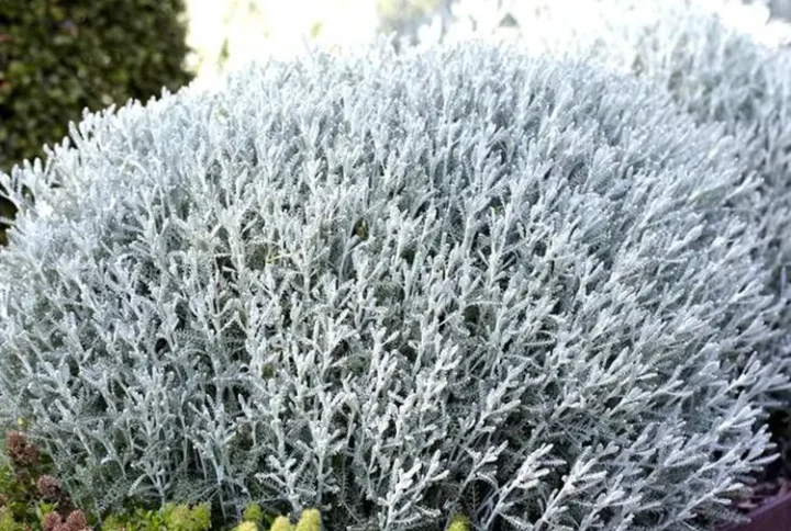 Сантоліна сиза (Santolina chamaecyparissus)