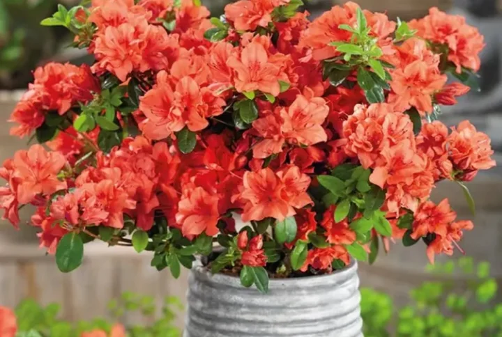 Азалія японська «Гейша Оранж» (Geisha Orange)