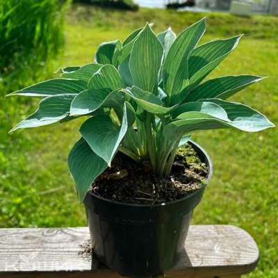 Хоста «Блу Кадет» (Hosta Blue Cadet)