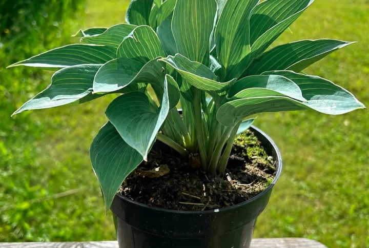 Хоста «Блу Кадет» (Hosta Blue Cadet)
