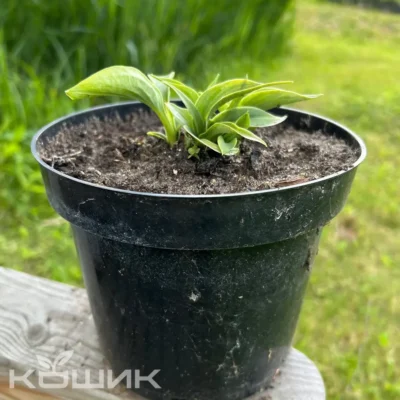 Хоста «Блю Маус Ірс» (Hosta Blue Mouse Ears)