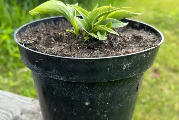 Хоста «Блю Маус Ірс» (Hosta Blue Mouse Ears)