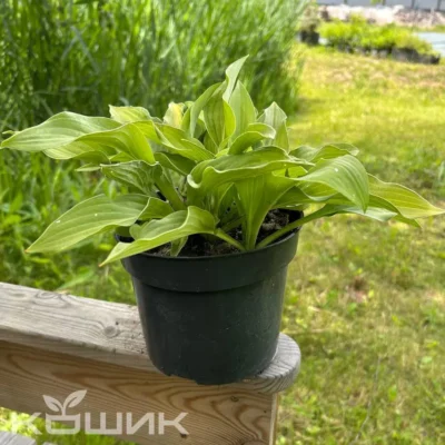 Хоста «Френсіс Вільямс» (Hosta Frances Williams)