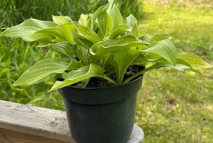 Хоста «Френсіс Вільямс» (Hosta Frances Williams)