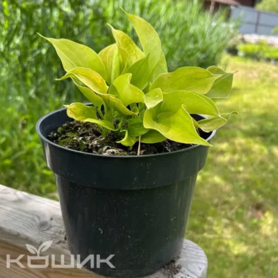 Хоста «Ненсі» (Hosta Nancy)