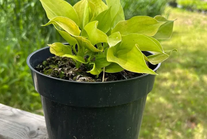 Хоста «Ненсі» (Hosta Nancy)