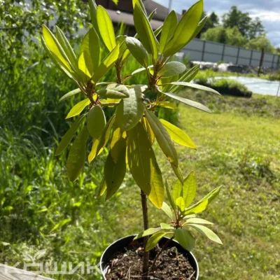 Рододендрон «Кальсап» (Rhododendron Calsap)