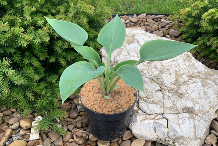 Хоста «Блу Кадет» (Hosta Blue Cadet)
