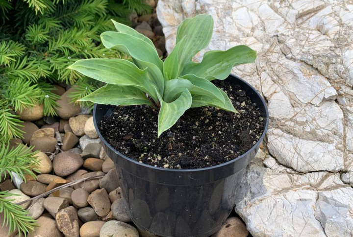 Hosta Blue Mouse Ears