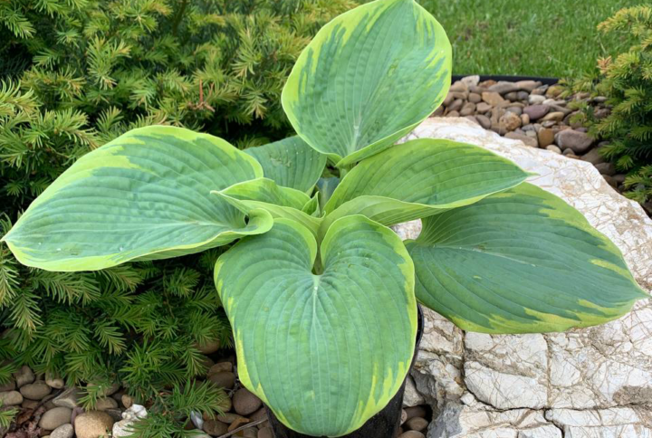 Hosta Frances Williams