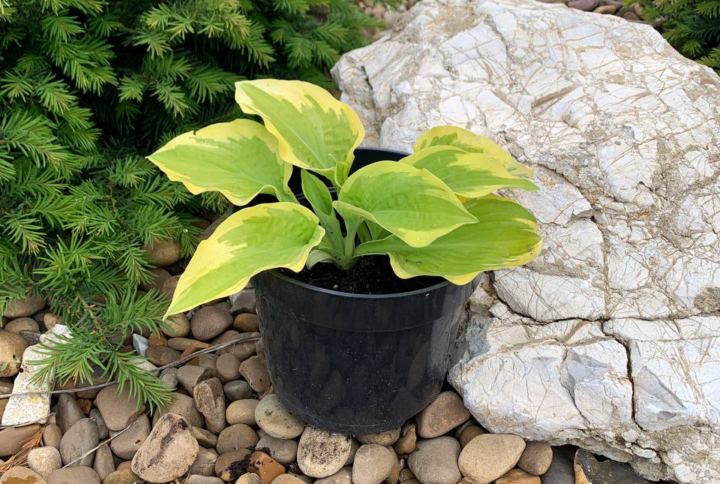 Hosta Majesty