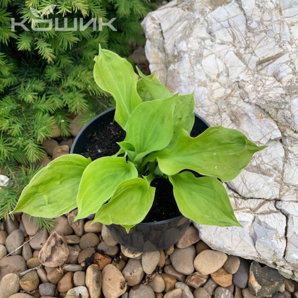 Хоста «Ненсі» (Hosta Nancy)