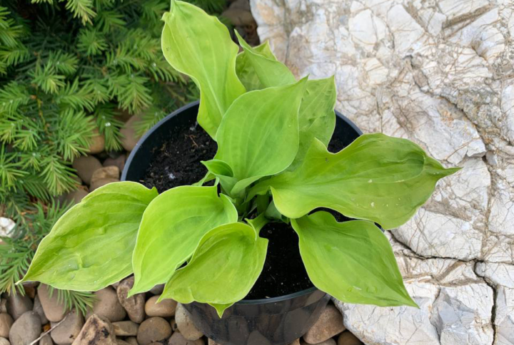 Хоста «Ненсі» (Hosta Nancy)
