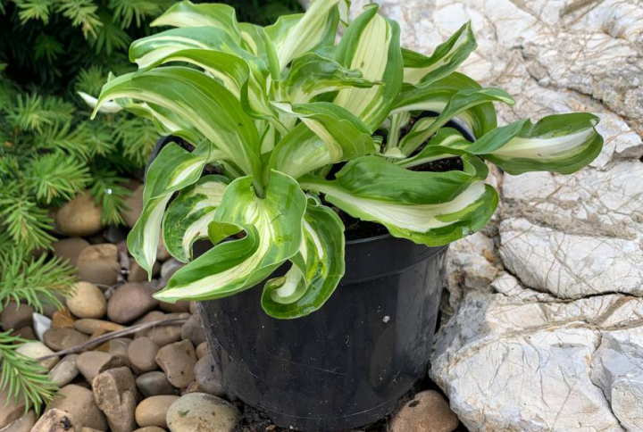 Hosta undulata Mediovariegata
