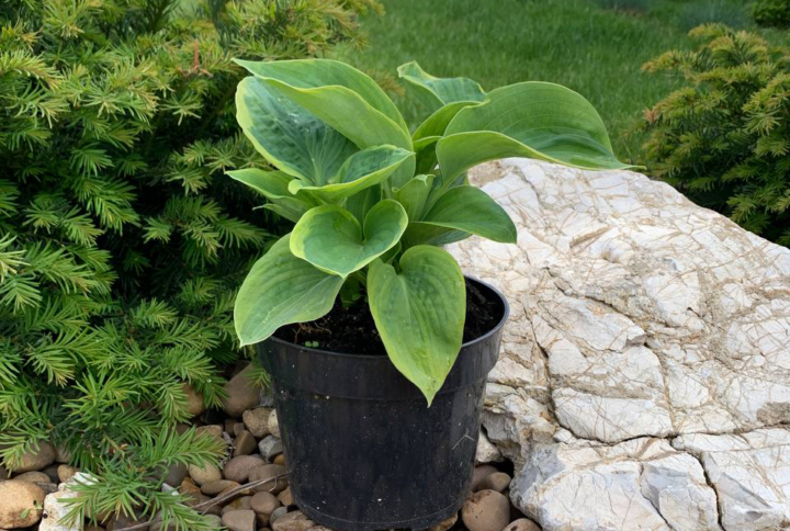 Hosta Wide Brim