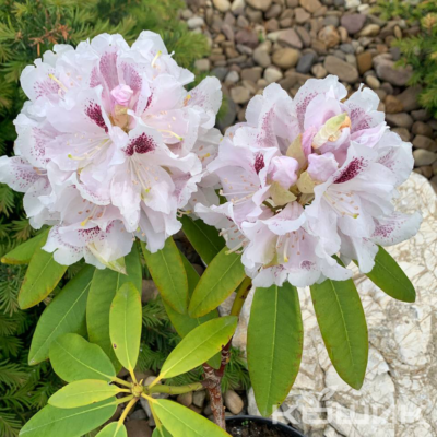 Рододендрон «Кальсап» (Rhododendron Calsap)