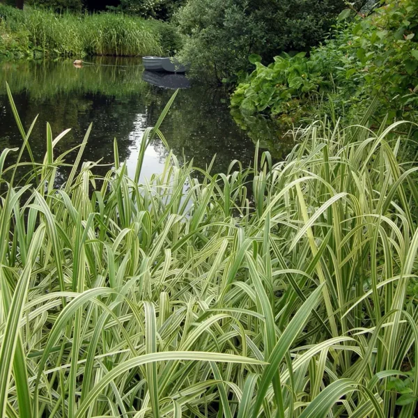 Манник варієгатний «Glyceria maxima Variegata»