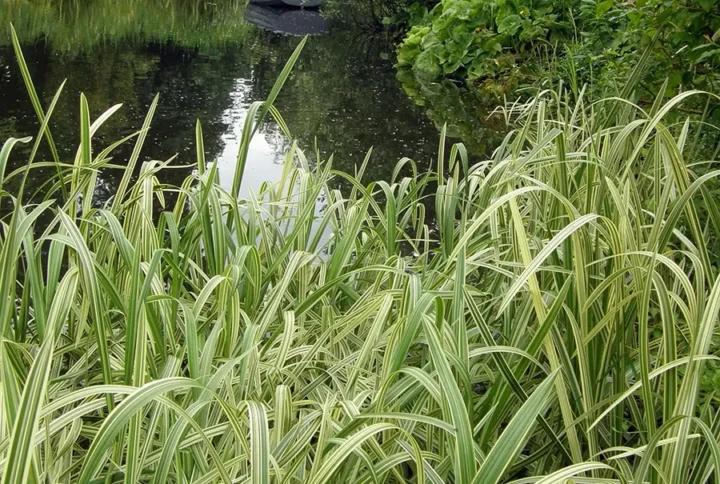Манник варієгатний «Glyceria maxima Variegata»