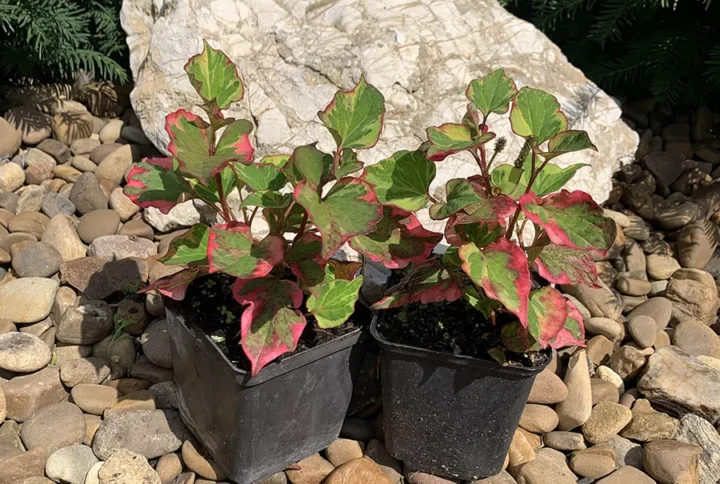 Хауттюйнія серцелистна (Houttuynia cordata Chameleon)