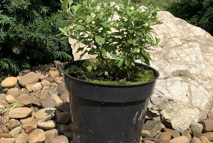Куляста хризантема мультифлора (Chrysanthemum multiflora)
