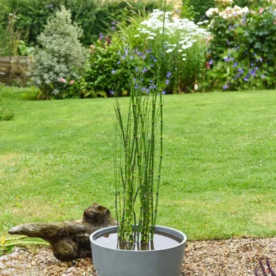 Хвощ Робуста (Equisetum hyemale Robustum)