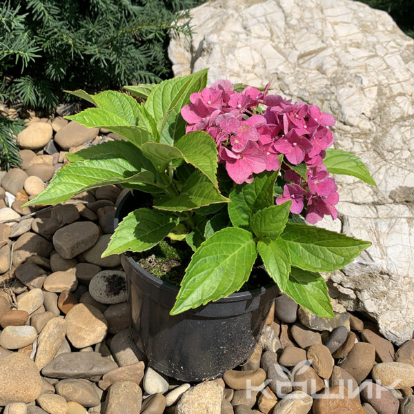 Гортензія крупнолиста (ремонтантна)