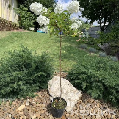 Гортензія волотиста “Лаймлайт” (Hydrangea paniculata Limelight) на штамбі 70 см
